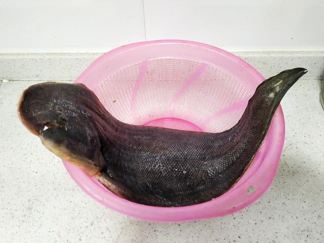 高眼鲽的做法(赫氏高眼鲽做法) - 欣欣百科知识库