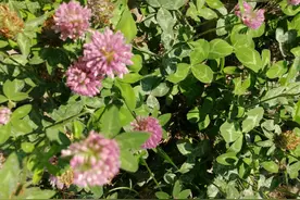 「植物百科」寻找幸福的红三叶图片