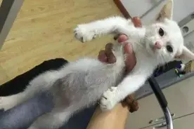 带猫咪做绝育，主人担心溜进手术室一看，顿时气得一拳打向医生！图片