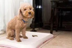 怎样训练狗狗去厕所大小便？6个要点，新手主人也能学会图片