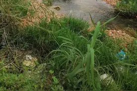 缺德！桂林一条河里飘满了坏掉的柑橘，恶臭难闻！图片