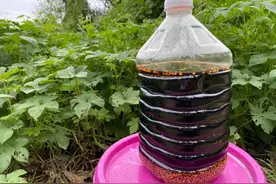 米醋别再买了，米醋怎么做才好吃？图片