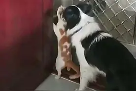 家里门总是莫名被打开，调取监控后明白了：这操作真下饭呀图片