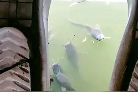 广西小区化粪池中发现鲶鱼，粪便作饲料，如此养的鲶鱼能吃吗？图片