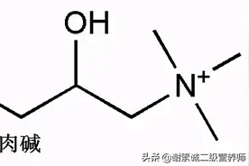 营养系列：左旋肉碱图片