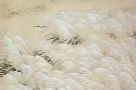 今夕七夕 |《诗经》里藏着世间最美好的爱情图片