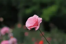 灵魂伴侣，会有这些感应图片
