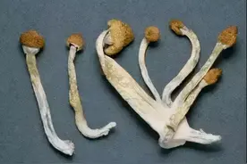 新型毒品伪装成巧克力，免费试吃就是坑！不少年轻人被骗图片