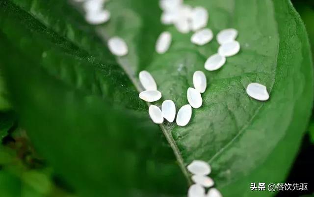 中国顶级大米排行榜！快看看有没有你家乡的