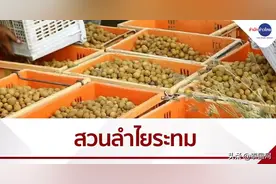 泰国尖竹汶府龙眼价格持续下跌，售价仅为6铢/公斤图片