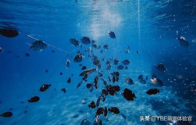 鱼粮里也有氨基酸，观赏鱼的健康都靠它