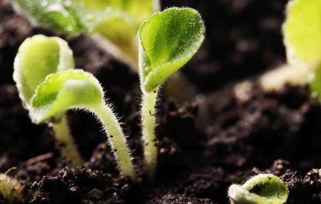 这个农药这么神？无公害而且对多中国真菌细菌有效，灭杀病害！