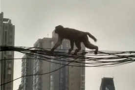 猴哥们下山了！贵阳10多只猴子在街头飞檐走壁图片
