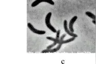 细菌的形态结构观察和染色技术实验——万融实验图片