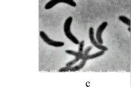 细菌的形态结构观察和染色技术实验——万融实验图片