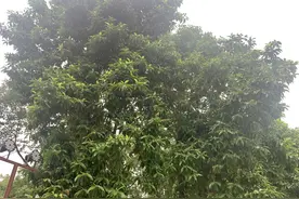 泸州五月多芬芳，黄桷兰香气质雅，这是沽酒客眼里的花中君子图片