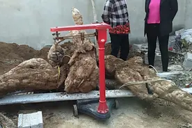 一株重达上百斤，曾是荒年“充饥粮”，如今80元1斤却陷种植陷阱图片