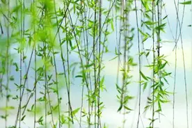 怎样更高效的学会古诗？理解它的意思是关键，一起来学习《咏柳》视频封面