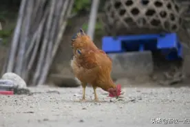 鸡场禽流感有哪些临床症状图片