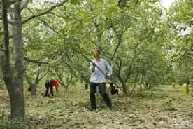 新疆种核桃的福音：自动收绳摇核桃机来了图片