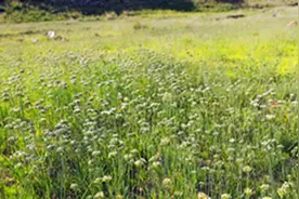 呼伦贝尔大草原的——野韭菜图片