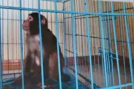 温州男子捡到受伤猴子，养了一个月后卖了1000元，判刑图片