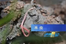 花160元只为吃虫子？江门食客最爱的黑暗料理，你敢来挑战吗？图片