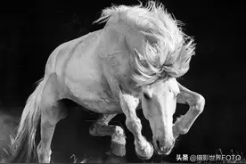 高速抓拍，摄影世界的奔马图/摄影师 孙毅图片