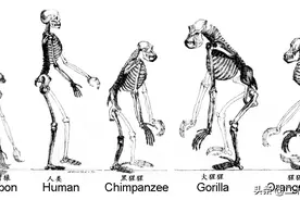 人类为什么会得艾滋病？看一看100年以前人类对黑猩猩做了什么？图片