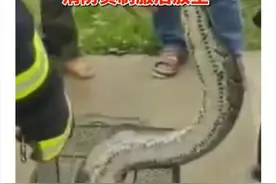 3米长蟒蛇惊现屋顶，村民：系进村觅食受惊吓跑到屋顶图片