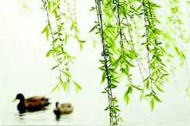 诗词 | 春江水暖鸭先知，太美了！图片