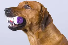 家里养狗，这些东西一定要藏好，否则狗狗“凶多吉少”图片