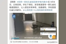 蓝孔雀进校园、黑天鹅逛广场……画面美丽吗？专家却说：物种入侵，不是好现象图片