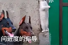 研究生吐槽导师“名场面”：导师太会“画大饼”，我招架不住图片