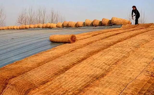 别老看别人的大棚了！避开这5大误区，你也可以建出高产草莓棚