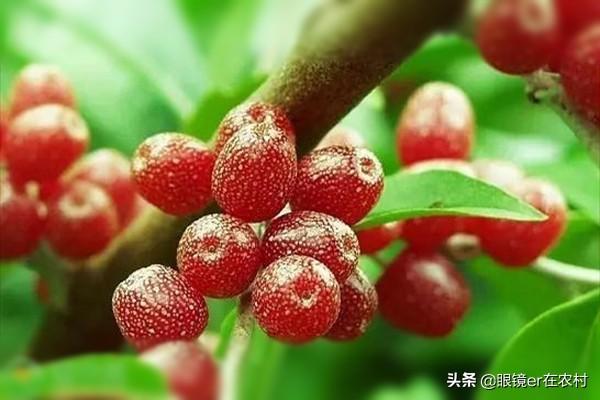 鍐滄潙鐗涘ザ瀛愶紝瀵屽惈澶氱姘ㄥ熀閰镐笌寰噺鍏冪礌锛屽牚绉颁汉闂村鏋滐紒