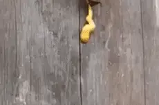 看完蜜蜂拉粑粑，我放下了手里的蛋黄酱图片