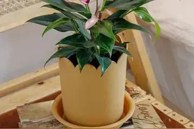 11月养花，常备这3种水，杀菌又防虫，花儿用了越长越旺图片