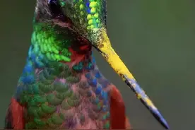 30张活久未见的图片，老鹰居然能抓起一只狼，心形的紫水晶见过吗图片