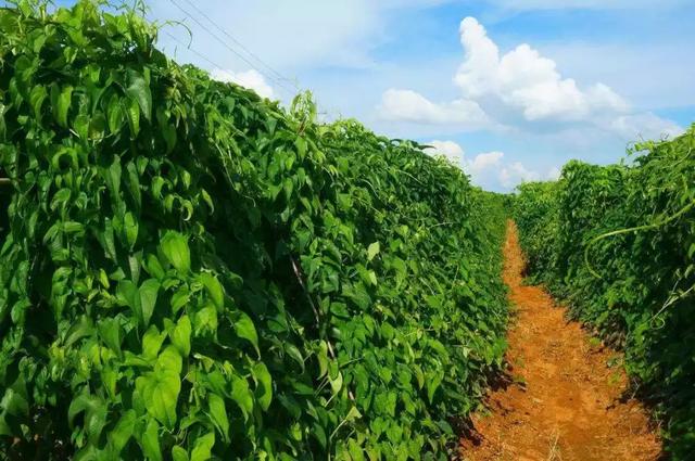 EDTA、糖醇、鳌合、络合…这些都是啥？为什么标上它价钱就高了？