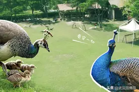 孔雀是怎么叫的呢？来武汉园博园听听吧图片