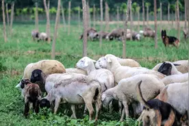 冬季养羊，这5大原因影响羔羊成活率高低！散养羊基本都有这情况图片