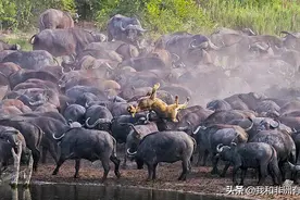 100多头野水牛合伙虐杀了一只母狮 I 南非图片