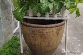 鱼菜共生管理实质就是水质管理图片