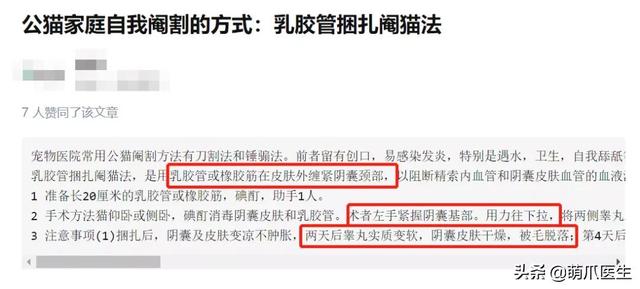 “为了省钱,我用一根皮筋给猫做了绝育!!”