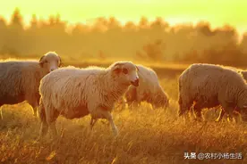 放牧羊群也是需要技术的，不要再盲目放牧了，科学放牧好处多图片