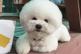 想不想养两只憨憨的比熊犬，像两只会动的玩具狗图片