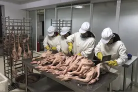 第一书记推荐：“脱贫鹅”上餐桌，倍儿有面，嘎嘎香图片