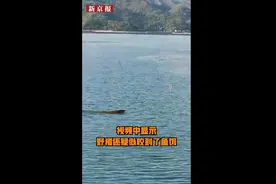 深圳海中惊现野猪：海中畅游姿态优美，引众人惊叫连连图片