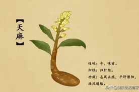 这款“神仙草”治好了曹操的头疼病图片